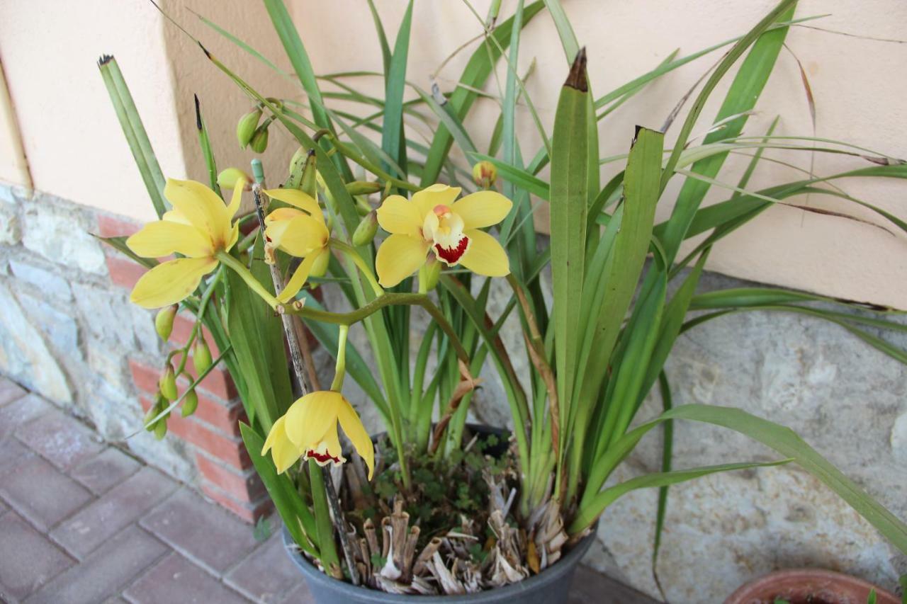 Le Coccole Del Trasimeno Guest House Tuoro sul Trasimeno Luaran gambar